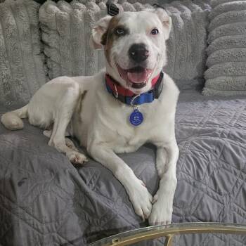 Rescue Mixed Breed Dogs for Adoption in New York, New York - Sugar | PetCurious