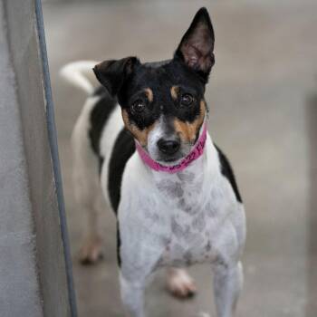 Flower (AG26-22) -  Rat Terrier Dog for Adoption in Peyton, Colorado - Flower (AG26-22) | PetCurious
