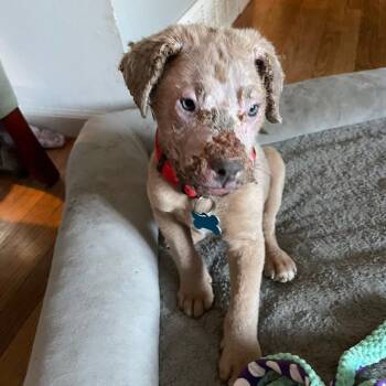 Terrier and Akita Dogs Available for Adoption in St. Louis, Missouri - Lover | PetCurious