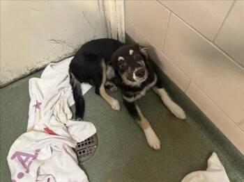 AGATHA -  Mixed Breed Dog Available for Adoption in Santa Fe, New Mexico - AGATHA | PetCurious