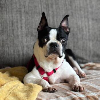 Oreo in IA -  Boston Terrier Dog for Adoption - Oreo In IA | PetCurious