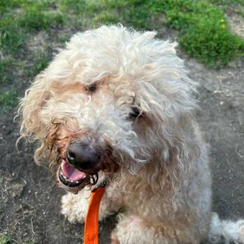Bear -  Mixed Breed Dog for Adoption in Skokie, Illinois - Bear | PetCurious