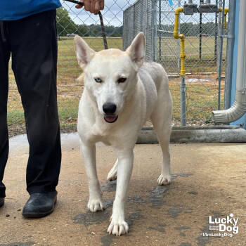 Rescue Shepherd and Husky Dogs for Adoption in Washington, District Of Columbia - Cici | PetCurious