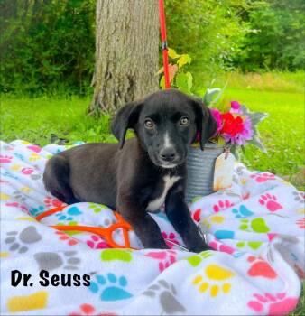 Dr. Seuss -  Black Labrador Retriever Dog for Adoption in Murray, Kentucky - Dr. Seuss | PetCurious