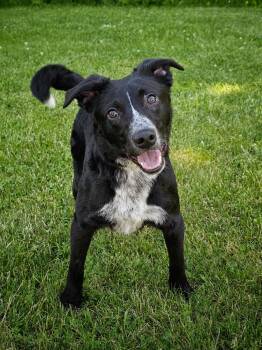 Daytona -  Border Collie Dog for Adoption in Bay City, Michigan - Daytona | PetCurious