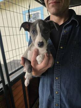 Pit Bull Terrier Dogs Available for Adoption in Houston, Texas - Plum | PetCurious