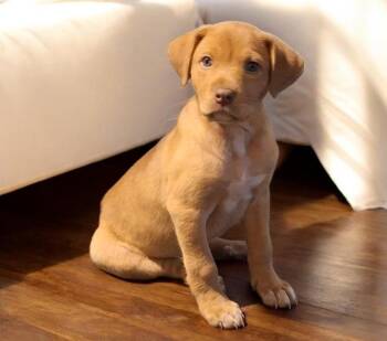 Labrador Retriever Dogs Available for Adoption in Theodore, Alabama - Baby | PetCurious