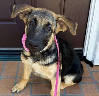 German Shepherd Dog Dogs Available for Adoption in Newport Beach, California - Maisie | PetCurious