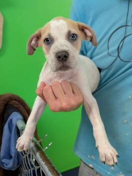 Lawrence -  Australian Cattle Dog Blue Heeler Dog for Adoption in Newburgh, Indiana - Lawrence | PetCurious