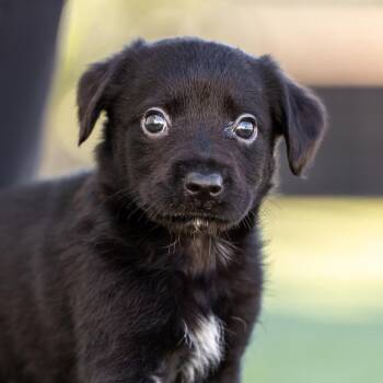 Rescue Dachshund and Terrier Dogs for Adoption in San Diego, California - Alpine Pup - Fairbanks | PetCurious