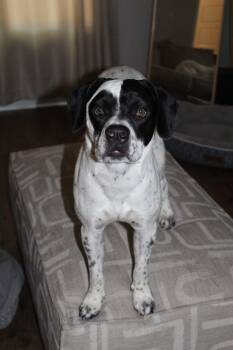 Huey -  Beagle and Australian Cattle Dog Blue Heeler Dog for Adoption in Cookeville, Tennessee - Huey | PetCurious