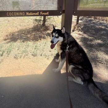 Elektra - Butler Campus! -  Husky Dog for Adoption in Flagstaff, Arizona - Elektra - Butler Campus! | PetCurious
