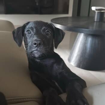 Sophie -  Mixed Breed Dog for Adoption in Rincón, Rincón - Sophie | PetCurious