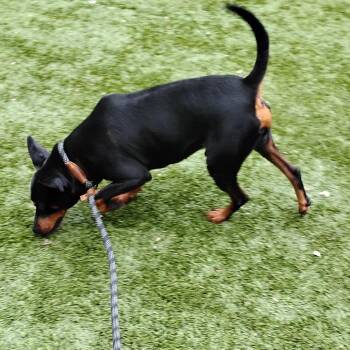Miniature Pinscher Dogs Available for Adoption in Pleasanton, California - CHIP | PetCurious