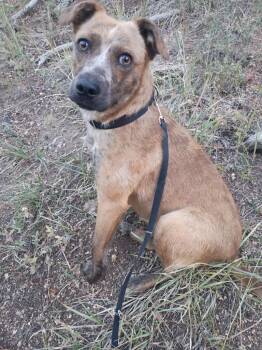 Rescue Australian Cattle Dog Blue Heeler and Labrador Retriever Dogs for Adoption in Fort Lupton, Colorado - Christenze | PetCurious