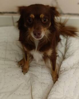 Nimbus -  Chihuahua and Miniature Pinscher Dog for Adoption in Upper Sandusky, Ohio - Nimbus | PetCurious