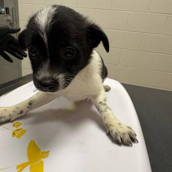 Mixed Breed Dogs Available for Adoption in Lufkin, Texas - Peter | PetCurious