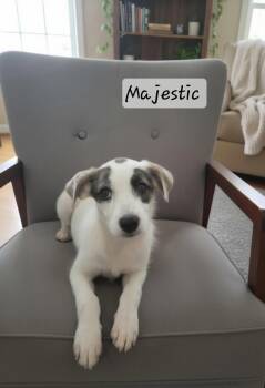 Majestic -  Irish Wolfhound Dog for Adoption in Manchester, Connecticut - Majestic | PetCurious