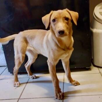 Sputnik -  Labrador Retriever and Mixed Breed Dog for Adoption in Houston, Texas - Sputnik | PetCurious
