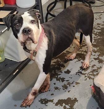 Rescue Boxer Dogs for Adoption in Berea, Kentucky - Mildred | PetCurious