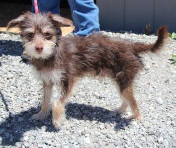 Miles -  Terrier and Mixed Breed Dog for Adoption in Vacaville, California - Miles | PetCurious