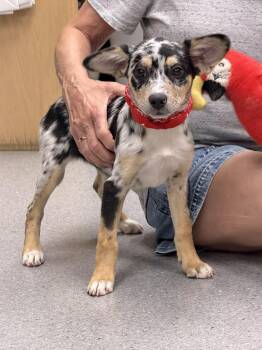 Dixie -  Shepherd Dog for Adoption in Manchester, Connecticut - Dixie | PetCurious