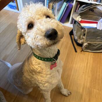 Gisselle ( Gizzy ) -  Goldendoodle Dog for Adoption in Brentwood, Tennessee - Gisselle ( Gizzy ) | PetCurious
