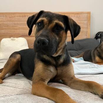 Rescue Hound and Mixed Breed Dogs for Adoption in Rockville, Maryland - Emmett | PetCurious