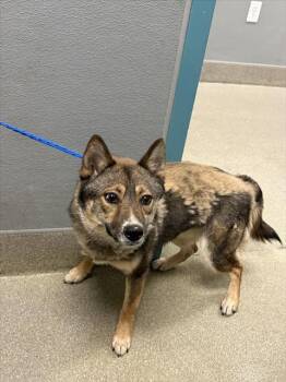 Shiba Inu and Mixed Breed Dogs Available for Adoption in Las Vegas, Nevada - PEGGY | PetCurious