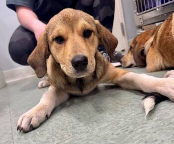 Rescue Mixed Breed Dogs for Adoption in Danielsville, Georgia - Cheese | PetCurious