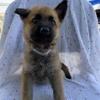 Thursday -  Shepherd Dog for Adoption in Long Beach, California - Thursday | PetCurious
