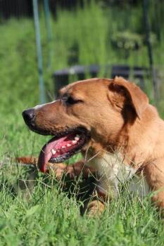 Brownie -  Labrador Retriever Dog for Adoption in Statesville, North Carolina - Brownie | PetCurious