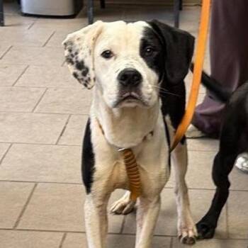 Poe -  Mixed Breed Dog for Adoption in Huntington, West Virginia - Poe | PetCurious
