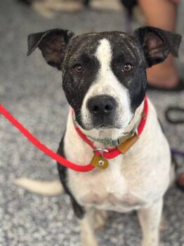 Rescue Boxer and Mixed Breed Dogs for Adoption in Carthage, Missouri - Momma | PetCurious