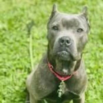 Hazel -  Cane Corso Dog for Adoption in Syracuse, New York - Hazel | PetCurious