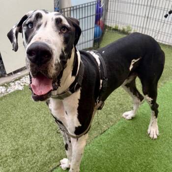 Missy -  Great Dane Dog for Adoption in Fort Lauderdale, Florida - Missy | PetCurious
