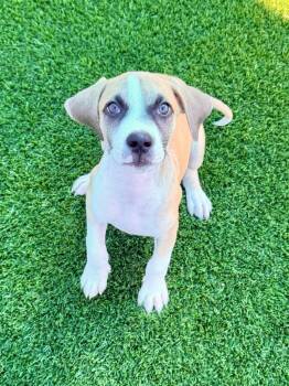 Parsley -  Boxer and Shepherd Dog for Adoption in Cape Coral, Florida - Parsley | PetCurious
