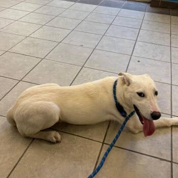 10/15/2026-Stray-PierceChapelRoad -  Mixed Breed Dog for Adoption in Columbus, Georgia - 10/15/2026-Stray-PierceChapelRoad | PetCurious