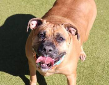 Rescue Mixed Breed Dogs for Adoption in Athens, Georgia - Angel | PetCurious