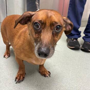 Oscar -  Dachshund Dog Available for Adoption in Abilene, Texas - Oscar | PetCurious