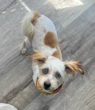 Rescue Jack Russell Terrier Dogs for Adoption in Decatur, Indiana - Shirley | PetCurious