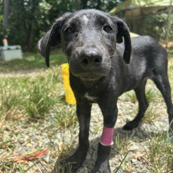 Beverly -  Mixed Breed Dog for Adoption in Loíza, Loíza - Beverly | PetCurious