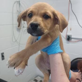 Great Pyrenees and Retriever Dogs Available for Adoption in Hattiesburg, Mississippi - Gladys | PetCurious