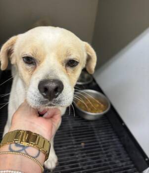 Mouse -  Chihuahua Dog for Adoption in Grafton, Wisconsin - Mouse | PetCurious