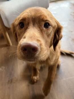 Maizie -  Golden Retriever Dog for Adoption in New Albany, Ohio - Maizie | PetCurious
