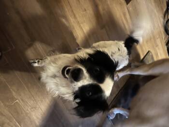 Rescue Papillon Dogs for Adoption in Spring, Texas - Bongo | PetCurious