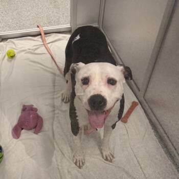 Penelope -  Mixed Breed Dog for Adoption in Mentor, Ohio - Penelope | PetCurious