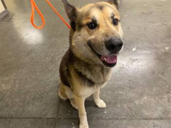 German Shepherd Dog and Mixed Breed Dogs Available for Adoption in Tustin, California - HEIMDALL | PetCurious
