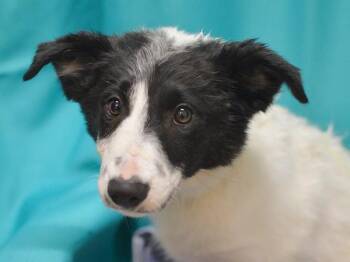 Fairy -  Mcnab Dog for Adoption in Portland, Oregon - Fairy | PetCurious