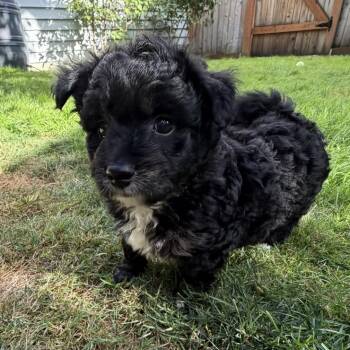 Rolo -  Poodle Dog for Adoption in Seattle, Washington - Rolo | PetCurious